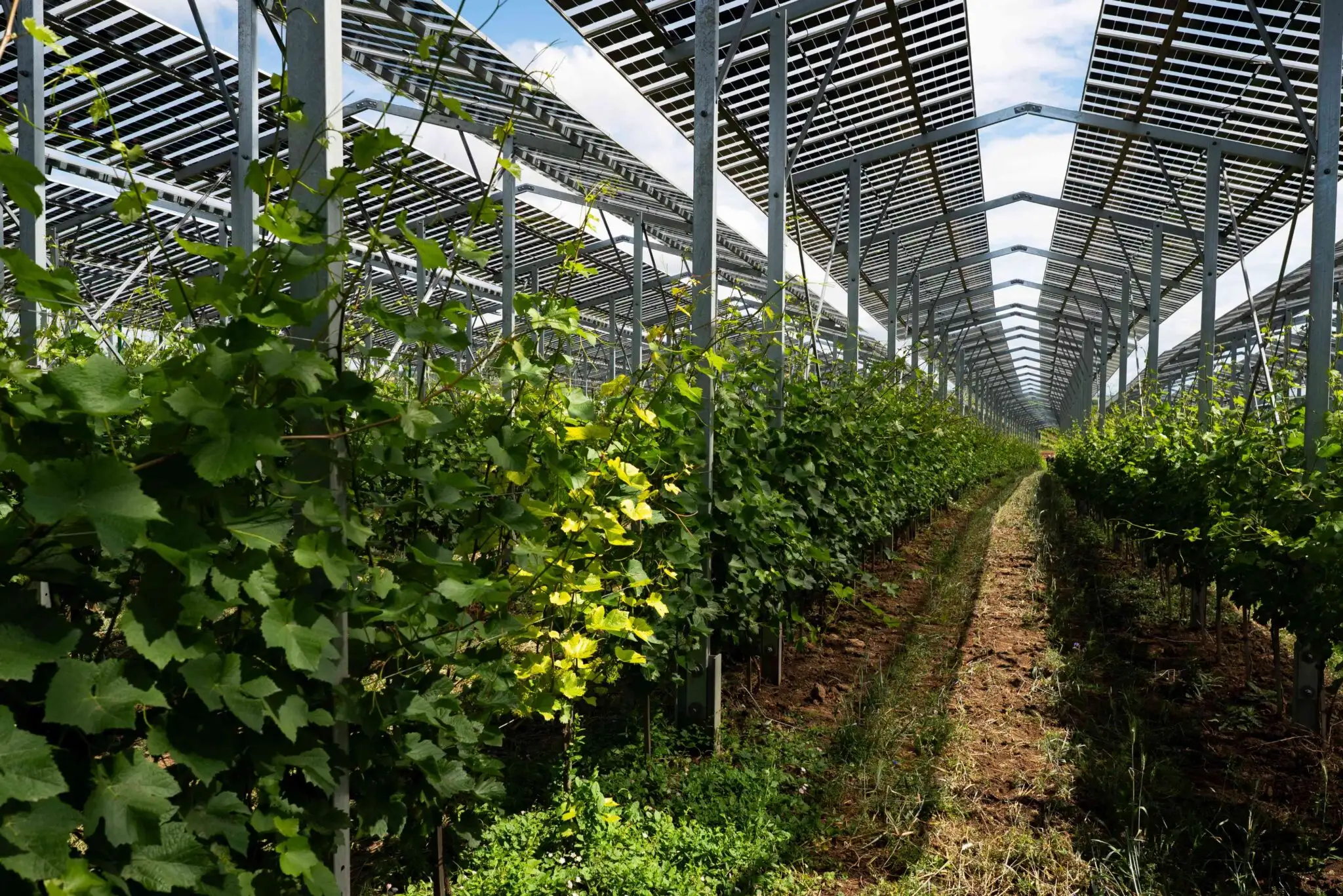 Weinreben unter Photovoltaik Anlage