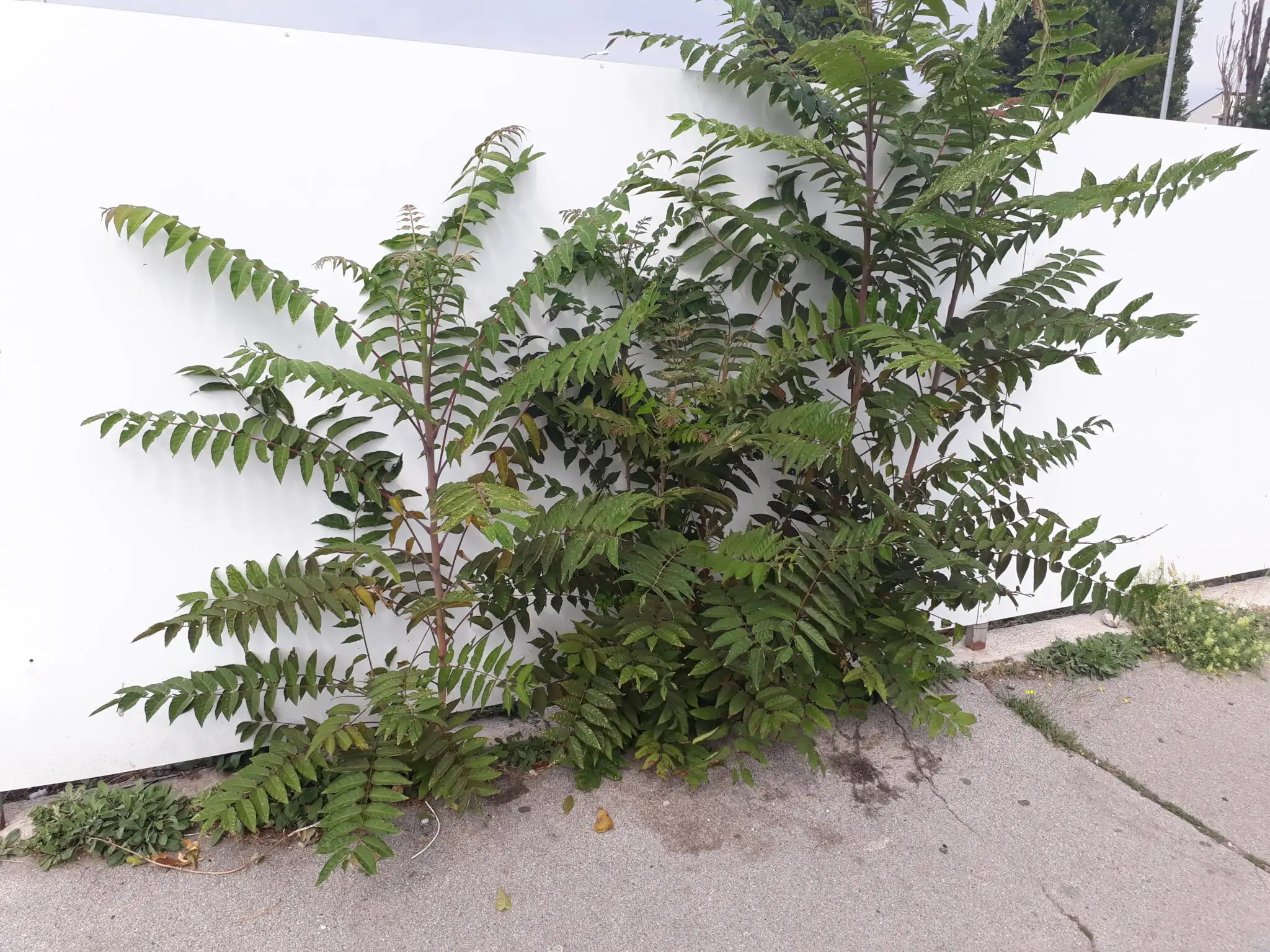 Ailanthus