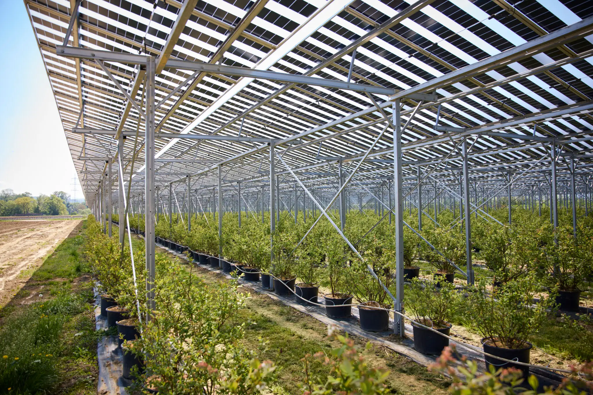 Heidelbeerpflanzen unter einer Agri-PV Anlage