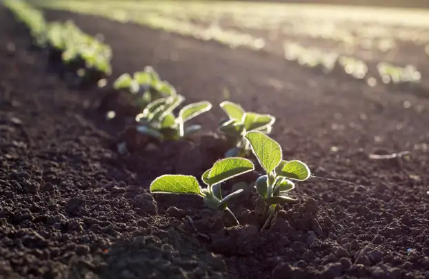 Sojabohnen Keimling auf Feld