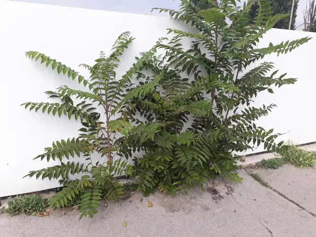 Ailanthus